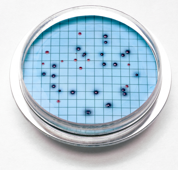 PK(15/pk) - H-28052-15 - m-ColiBlue24 Agar Plate (H2805215)